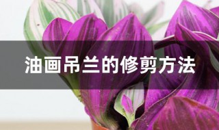 油画吊兰的修剪方法 油画吊兰的栽培方法