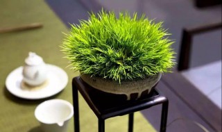 菖蒲的种类（菖蒲的种类与养护）