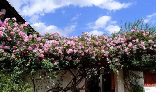 藤本花卉有哪些品种（藤本花卉有哪些品种耐寒）
