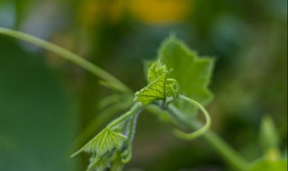 瓠瓜整枝打叉方法（瓠瓜整枝打叉方法）