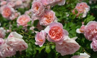 地栽月季浇水的正确方法 地栽月季怎样浇水