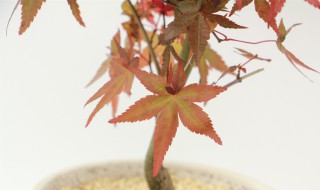 红舞姬的养殖方法和注意事项 红舞姬的养殖方法和注意事项