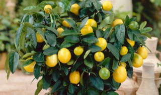 刚买回来的金桔怎么养 刚买回来的金桔怎么养活