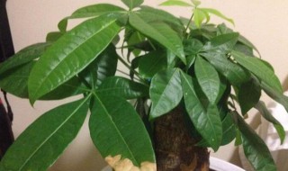 发财树叶斑病和叶枯病的区别（发财树 枯叶病）