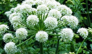 白芷来源的植物有哪些 白芷来源的植物有哪些?