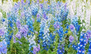 飞燕草的种植方法和注意事项（飞燕草的种植方法和注意事项视频）