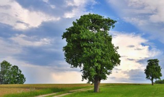 树木成长的六个阶段 树木成长的六个阶段图解