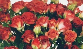 泡泡玫瑰用瓶能养多久（瓶养玫瑰花最久可以养几天）