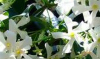 风车茉莉和多花素馨比较 素馨花和茉莉花