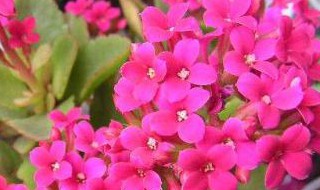 长寿花如何修剪开花多 长寿花怎样修剪才会开的花更多