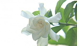 栀子花花苞期怎么施肥 栀子花花苞期怎么施肥视频