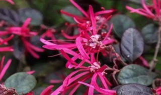 红花继木枯萎的原因是啥（红花继木落叶原因）