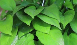 绿萝光杆还能长叶子吗 光杆绿萝怎么长叶子