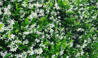 风车茉莉驱蚊虫吗?（风车茉莉防虫吗）