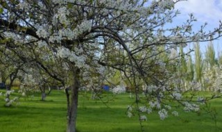 树下埋盐多久树能死 树下埋盐多久树能死掉