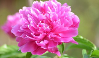 芍药花瓣怎样晒干 芍药花瓣怎样晒干保存