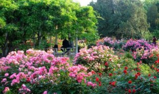 五月移栽月季能活吗（5月栽月季能活吗）