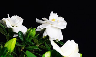 栀子花浇水加白醋还是食用醋（栀子花浇水加白醋还是食用醋好）