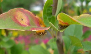 海棠锈病（海棠锈病防治方法）