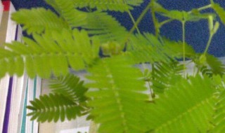 有特异功能的植物 有特异功能的植物有哪些