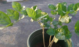 网购回来的茉莉花怎么种（网购回来的茉莉花怎么种视频）