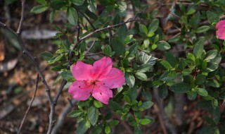 映山红叶子上有铁锈色是怎么回事 映山红的叶子发红怎么回事