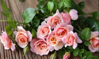 切花月季经典品种 切花月季品种名称及图片