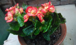 竹节海棠用大盆养好小盆养好（竹节海棠用什么盆）