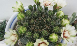 绯花玉怎么繁殖小球 绯花玉怎么繁殖小球种