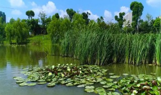 挺水植物有哪些 喜阴的挺水植物有哪些