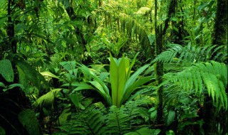 热带雨林有毒植物 热带雨林有毒植物介绍