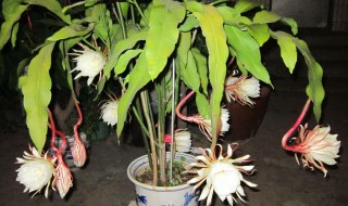 昙花怎么修剪才利于开花（昙花怎么修剪才利于开花呢）