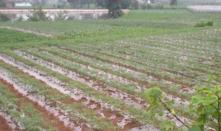 红薯地膜覆盖种植方法 地膜种红薯的方法
