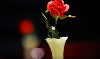 玫瑰长太高了怎么修剪（玫瑰长太高了怎么修剪视频）