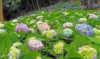 绣球扦插生根最快方法 绣球怎样插扦生根快