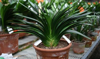 君子兰有哪些品种? 大花君子兰有哪些品种