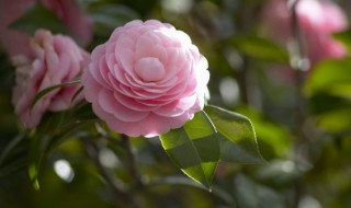 深水醒花什么意思 深水醒花啥意思