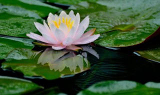 无土水培碗莲怎么种植（无土水培碗莲怎么种植视频）