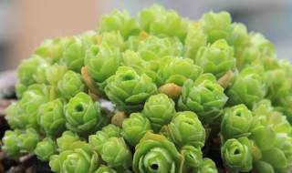 怎么让山地玫瑰叶子包起来 怎么让山地玫瑰叶子包起来呢