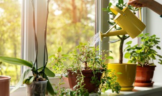 红糖当冲施肥怎么用（红糖可以施肥吗）