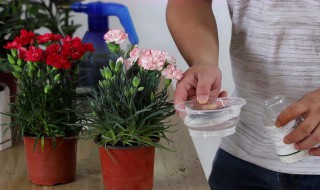 康乃馨在家里怎么养 康乃馨在家里怎么养活