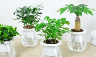 吊钟树怎么养水培 吊钟树怎么养殖方法