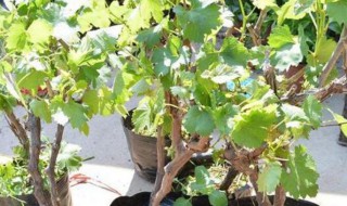 盆栽葡萄怎么矮化（盆栽葡萄怎么矮化高压法）