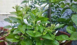 茉莉花叶子发黄干枯掉叶子怎么办（冬天茉莉花叶子发黄干枯掉叶子怎么办）