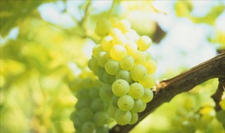 葡萄花穗期怎么管理 葡萄花穗期怎么管理好