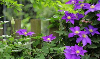 铁线莲叶子黄褐色斑点是什么原因（铁线莲叶片褐色斑点）