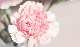 康乃馨如何繁殖（康乃馨如何繁殖和扦插）