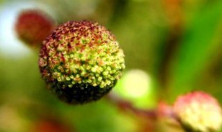 水杨梅水培方法（杨梅可以水培吗）