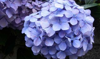 绣球花可以摆放在客厅吗 绣球花可以摆放在客厅吗