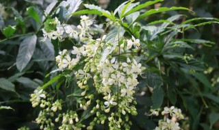 垂丝茉莉的养殖方法和注意事项（垂丝茉莉的养殖方法和注意事项金边瑞香）